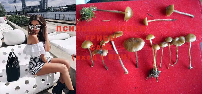 Галлюциногенные грибы Magic Shrooms  цены наркотик  Высоцк 